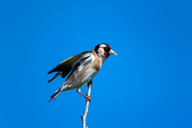 Europese distelvink Carduelis carduelis Malaga Spanje