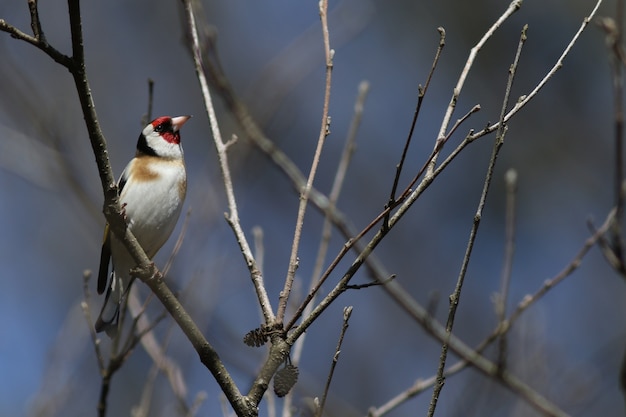 Europese distelvink!