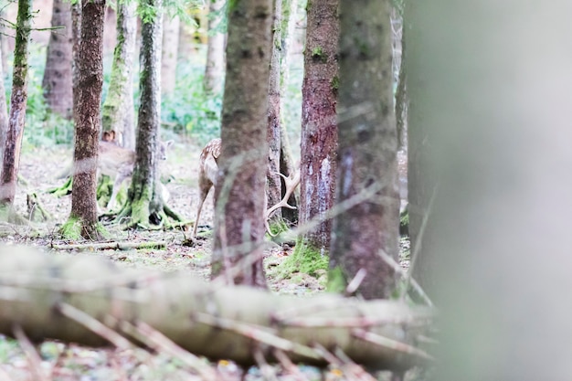 Europese edelherten in het bos