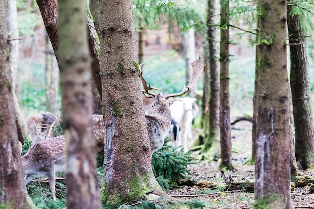 Europese edelherten in het bos