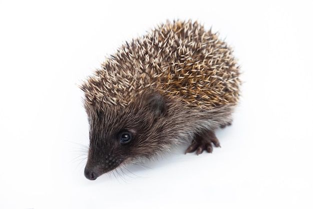 Foto europese egel erinaceus europaeus ook bekend als de west-europese egel of gewone egel