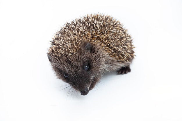 Foto europese egel erinaceus europaeus ook bekend als de west-europese egel of gewone egel