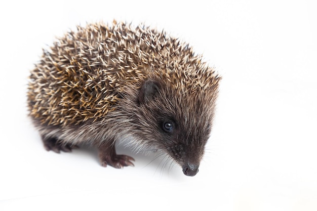 Foto europese egel erinaceus europaeus ook bekend als de west-europese egel of gewone egel