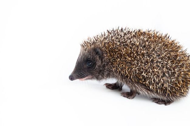 Foto europese egel erinaceus europaeus ook bekend als de west-europese egel of gewone egel