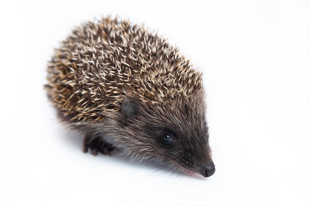 Foto europese egel erinaceus europaeus ook bekend als de west-europese egel of gewone egel