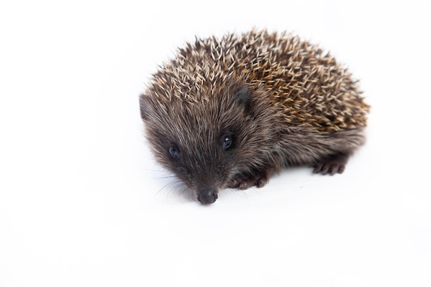 Foto europese egel erinaceus europaeus ook bekend als de west-europese egel of gewone egel