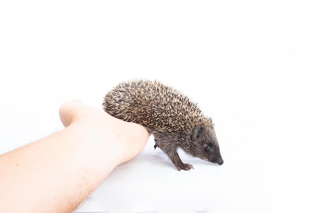 Foto europese egel erinaceus europaeus ook bekend als de west-europese egel of gewone egel