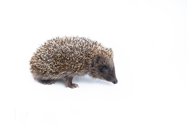 Foto europese egel erinaceus europaeus ook bekend als de west-europese egel of gewone egel