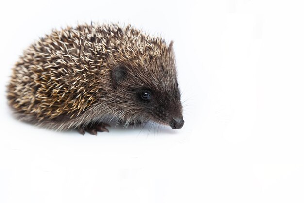 Europese egel erinaceus europaeus ook bekend als de west-europese egel of gewone egel