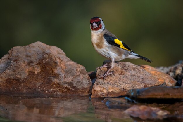 Foto europese goudvink carduelis carduelis