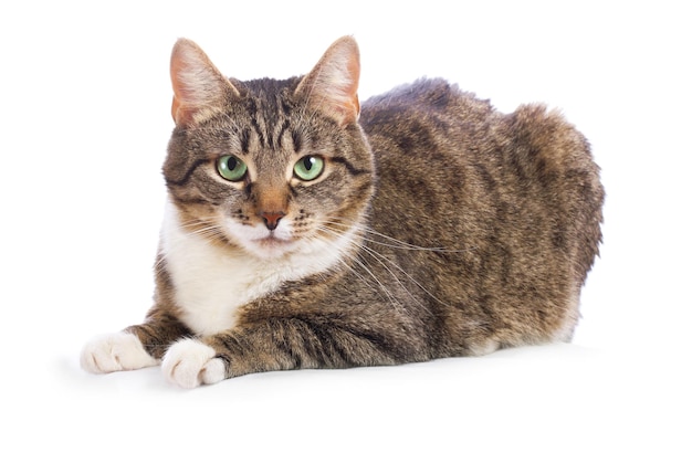 Europese grijze kat die op witte achtergrond ligt