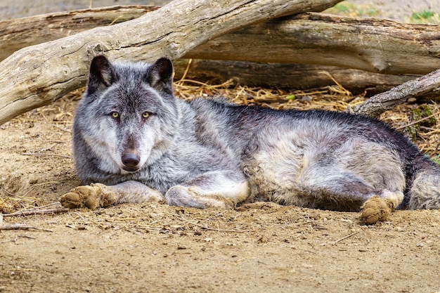 Europese grijze wolf canis lupus lupus liegt en rust