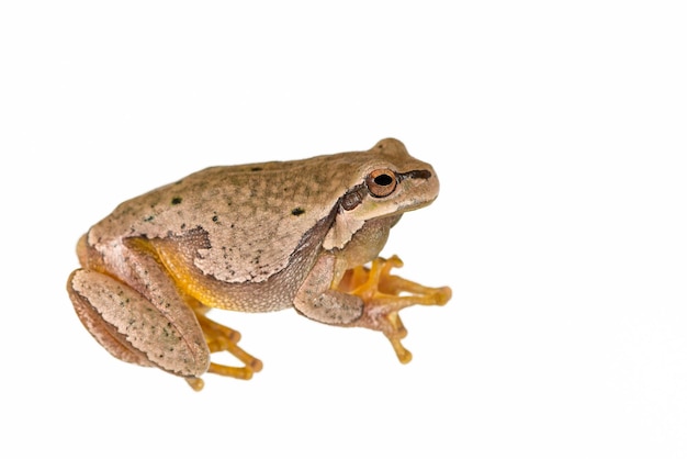 Europese groene boomkikker Hyla arborea geïsoleerd op witte achtergrond