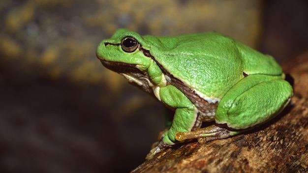 Europese groene boomkikker (Hyla arborea voorheen Rana arborea)