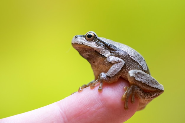 Europese groene boomkikker zittend op een vinger