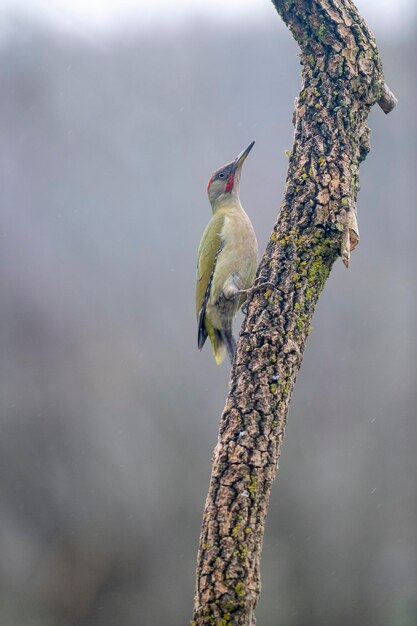 Europese groene specht (Picus viridis) Leon, Spanje