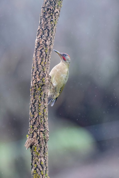 Europese groene specht (Picus viridis) Leon, Spanje