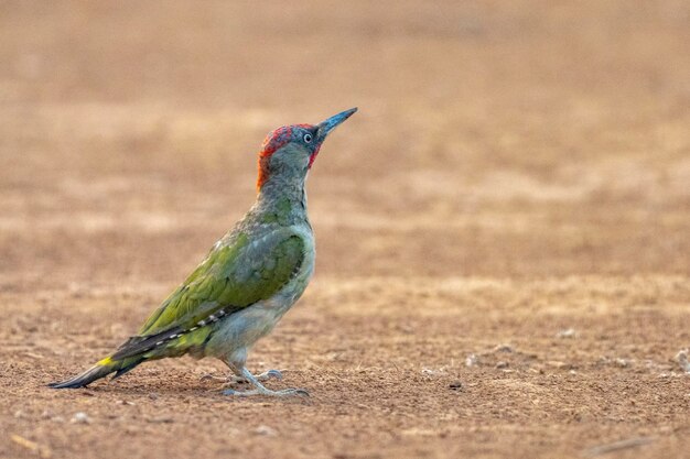 Europese groene specht Picus viridis Toledo Spanje