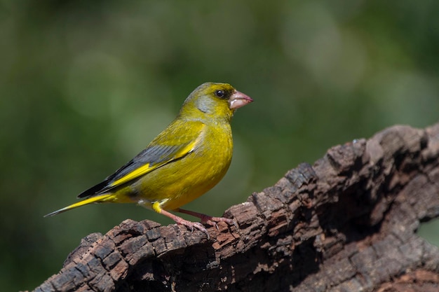 Europese groenvink of groenvink Chloris chloris Malaga Spanje