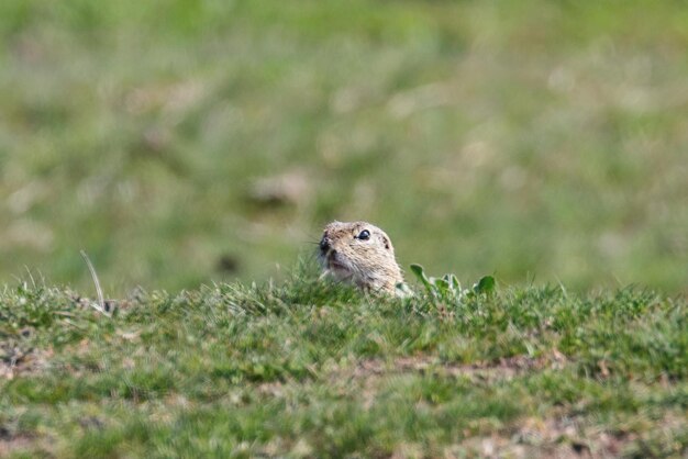 Europese grondeekhoorn, Souslik (Spermophilus citellus) natuurlijke omgeving