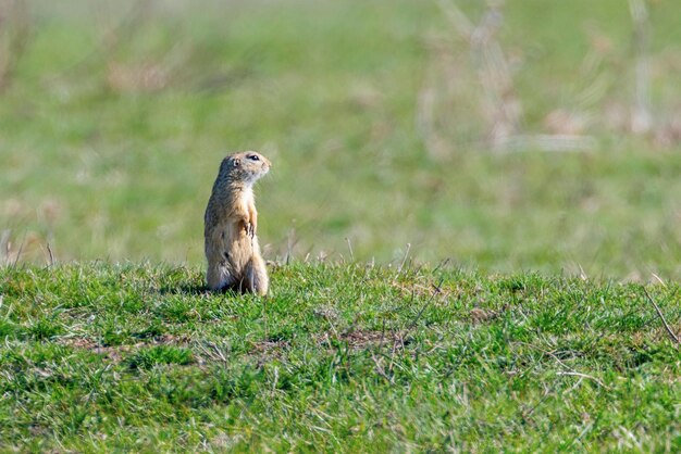 Europese grondeekhoorn, Souslik (Spermophilus citellus) natuurlijke omgeving