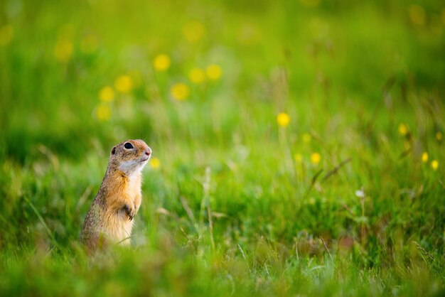 Europese grondeekhoorn Spermophilus citellus