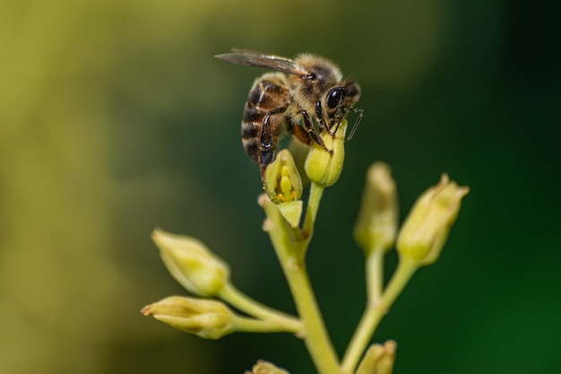 Europese honingbij (apis mellifera), bestuivende avocadobloem (persea americana)