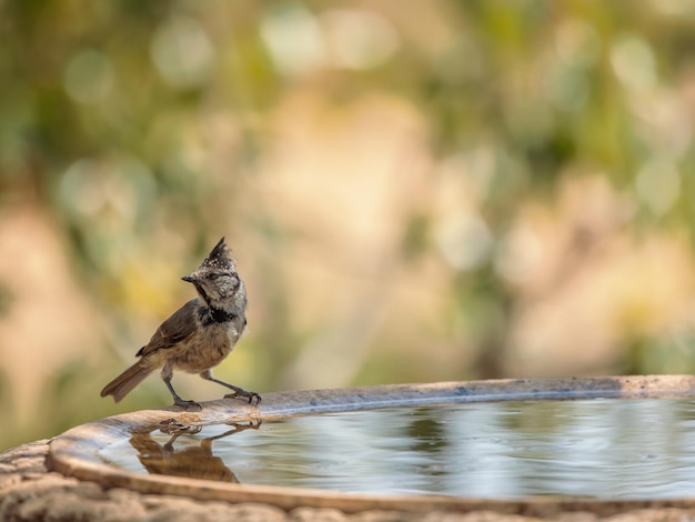 Europese kuifmees. (Lophophanes cristatus).