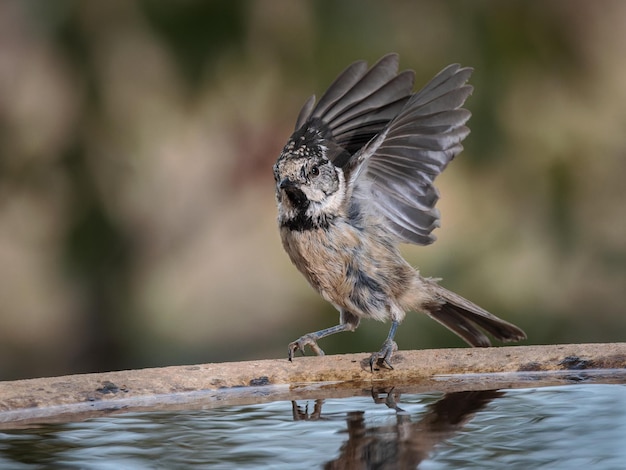 Europese kuifmees. (Lophophanes cristatus).