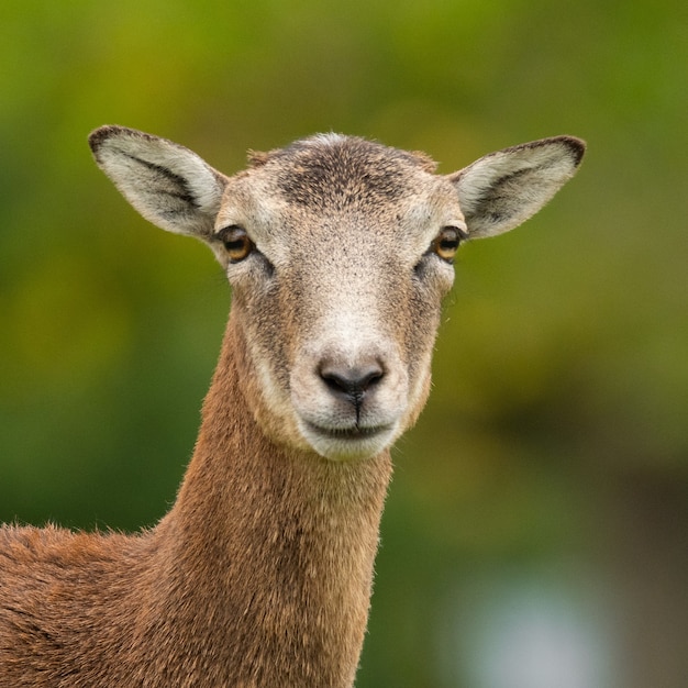 Europese moeflon (Ovis aries musimon) die zich in het gras bevindt.