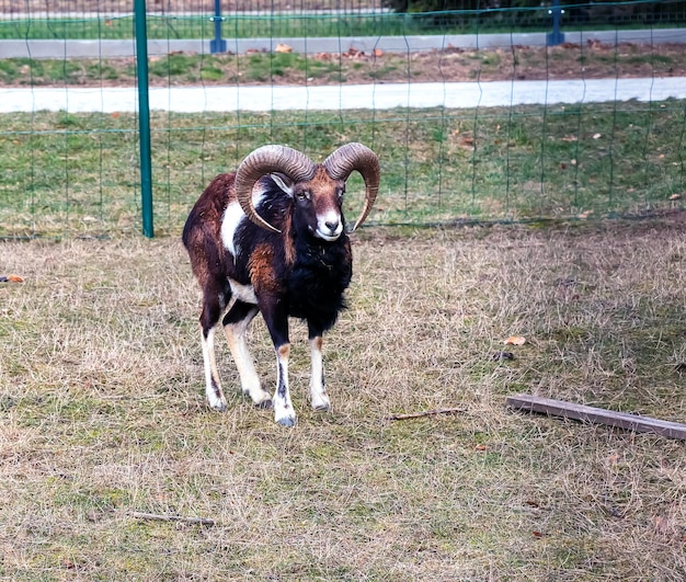 Europese mouflon Ovis orientalis in de kwekerij van de Landbouwuniversiteit in Nitra, Slowakije