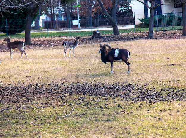 Europese mouflon Ovis orientalis in de kwekerij van de Landbouwuniversiteit in Nitra, Slowakije