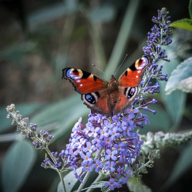 Europese pauwvlinder Inachis io voedt zich met Buddleia Blossom