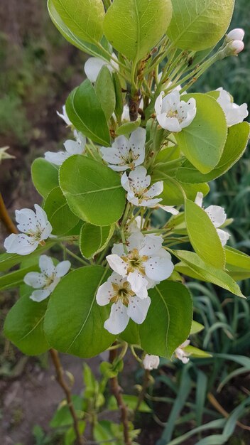 Foto europese perenbloemen cen