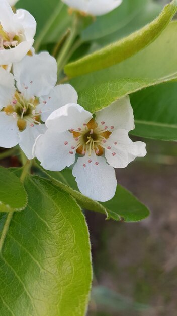 Foto europese perenbloemen