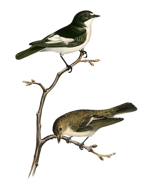 Europese pied flycatcher vogels png met de hand getekend
