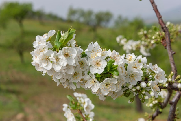 Europese pruim Prunus domestica Malaga Spanje