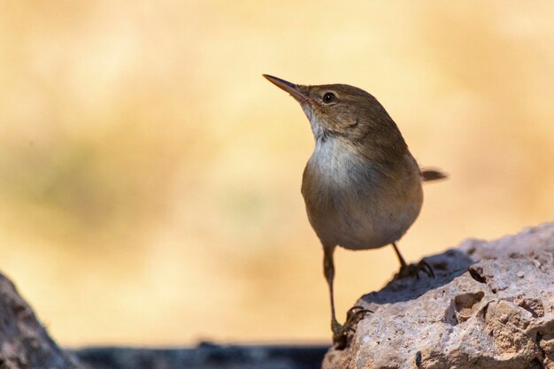 Europese rietzanger Acrocephalus scirpaceus Cordoba Spanje