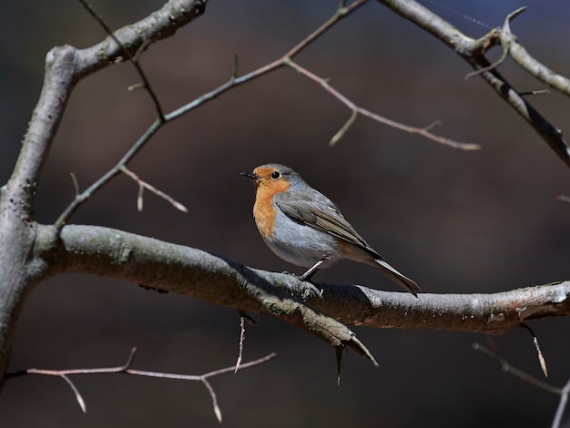 Europese Robin (Erithacus rubecula)