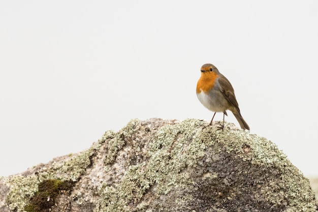 Europese robin op rock