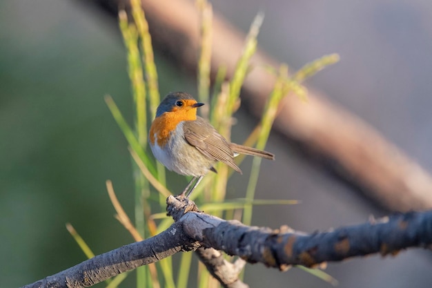 Europese robin robin of robin redbreast Erithacus rubecula Malaga Spanje