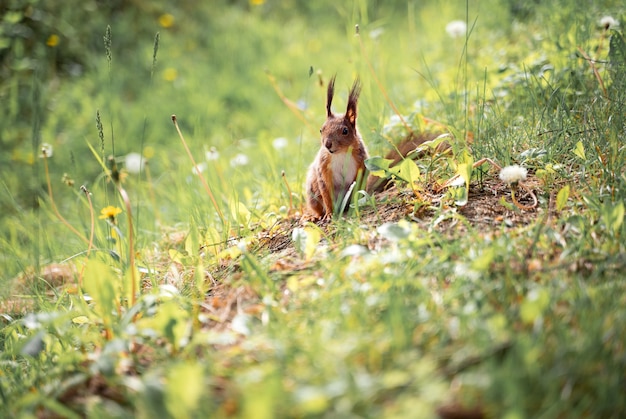 Europese rode eekhoorn in het bos zittend in het gras