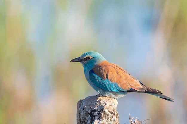 Europese roller blauwe roller gewone roller of roller Coracias garrulus Toledo Spanje