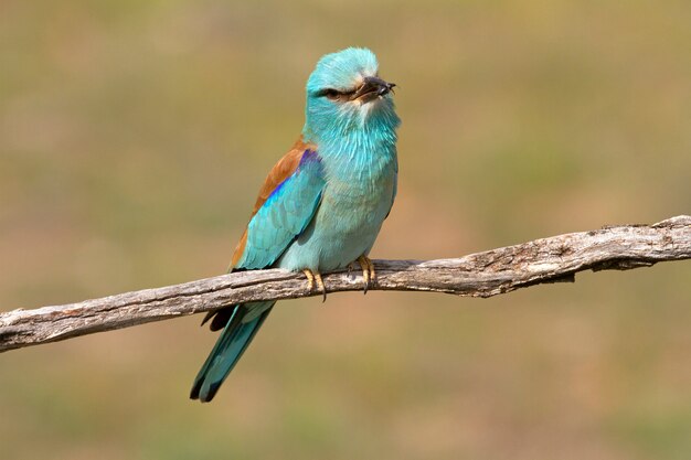 Europese roller met de eerste lichten van de dag, vogels, coraciformen, Coracias garrulus