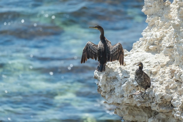 Foto europese shag of gewone shag phalacrocorax aristotelis aalscholver droogt veren