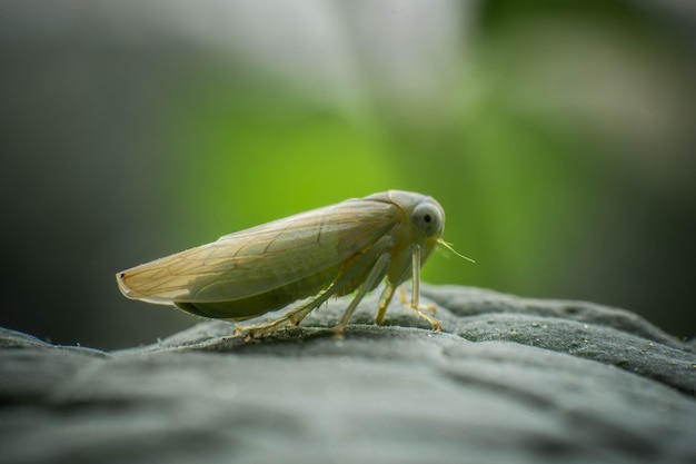 Europese sprinkhaan, close-up van muntblaadjes, ongelooflijke dieren in het wild