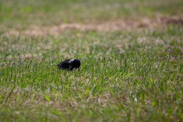 Foto europese starling sturnus vulgaris op zoek naar voedsel op een weide