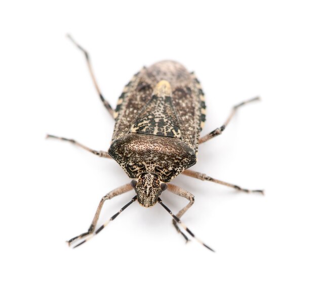 Europese stinkende bug Rhaphigaster nebulosa geïsoleerd