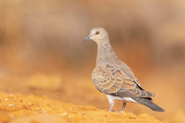 Europese tortelduif Streptopelia turtur Toledo Spanje