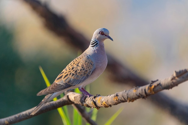 Europese tortelduif (Streptopelia turtur) Toledo, Spanje